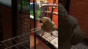 Попугай ругается матом