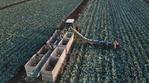 Уборка капусты транспортером НОУТ-5  www.933944.ru  8-800-222-67-11