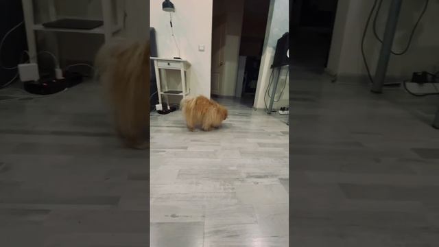 Показал этой мыши кто в доме главный ? #tiktok #reels #shorts #animals #pomeranian #dog