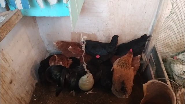 куры не несутся/не сырость в курятнике дак.... /наши планы на наше хозяйство