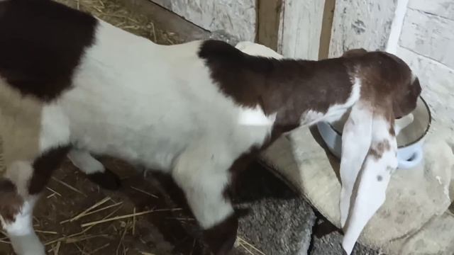 ВЫПОЙКА КОЗЛЯТ НА ПРОДАЖУ смотреть онлайн