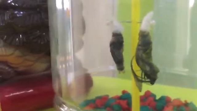 как рождаются бабочки смотреть онлайн