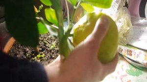 Домашний лимон на подоконнике. Киевский крупноплодный. Вес плода 0.5 кг.