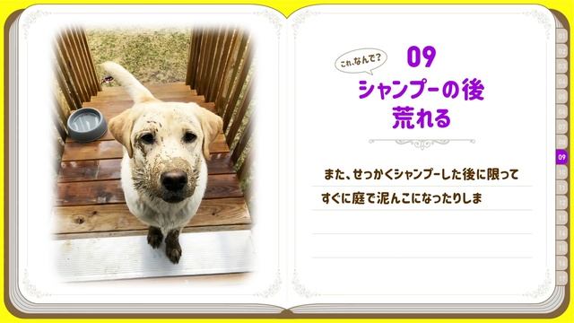 ❤️犬の行動・しぐさの本当の意味 17選【Part.1】 смотреть онлайн