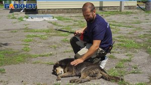 Агрессивные псы, дротики и радикальные зоозащитники: как отлавливают бродячих собак в Краснодаре