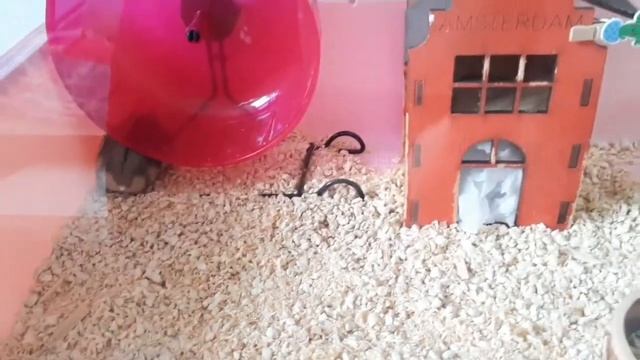 Клетка дюна, Ferplast duna mini hamster, шикарный дом для хомяка джунгарик???