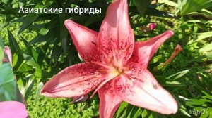 Какие лилии лучше выбрать, чтобы не укрывать на зиму и от чего зависит цена.