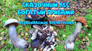 Сказочный осенний лес, сбор грибов и незабываемые впечатления. Такого мы еще не видели ?