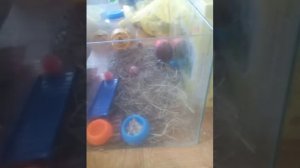 Уборка у джунгариков в аквариуме.