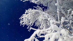 ...Белая берёза, под моим окном, принакрылась снегом точно серебром...