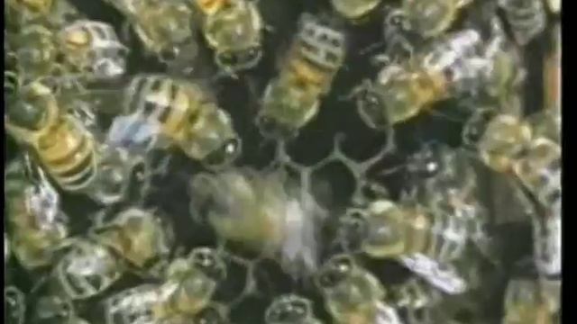 УДИВИТЕЛЬНЫЕ СОЗДАНИЯ - ЧУДО ПЧЕЛЫ смотреть онлайн