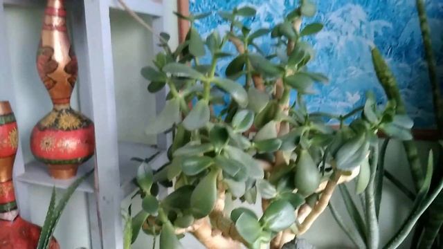 Зимний сад на балконе круглый год. /Часть вторая./ ноябрь 2020года. / смотреть онлайн