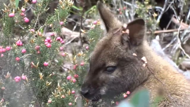 Bennetts Wallaby, Macropus rufogriseus 紅頸袋鼠 смотреть онлайн