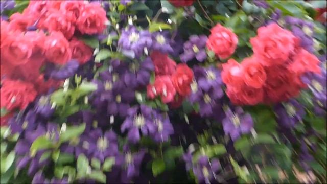 Mächtige Rose - Paul Scarlet Climber смотреть онлайн