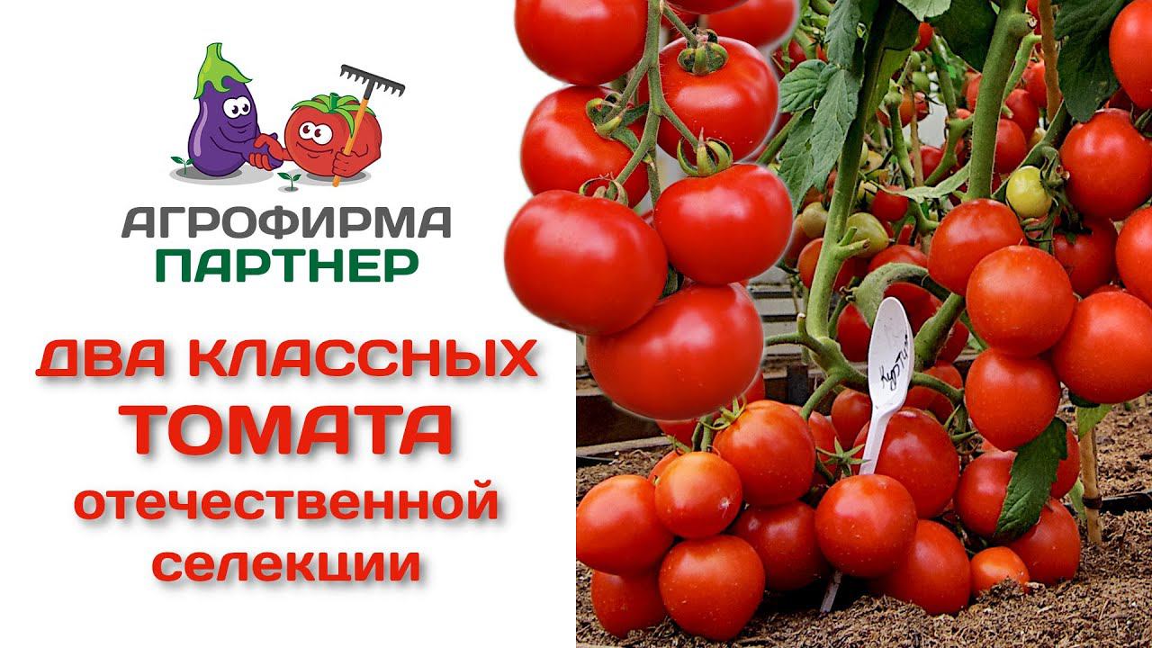 Два классных томата отечественной селекции