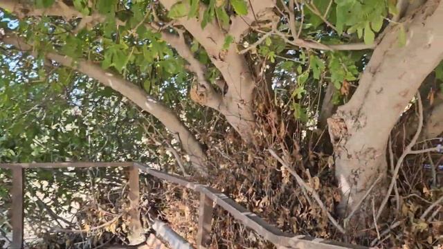 Троя. Какая она на самом деле? Часть 2. Мегарон