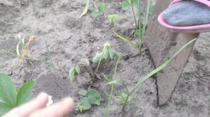 Боремся с личинками майского жука на клубничных посадках