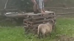 бараны атакуют