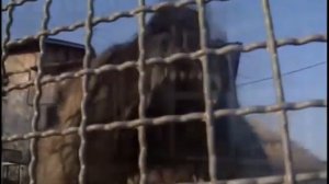 Кавказская овчарка. Лучшие породы собак.