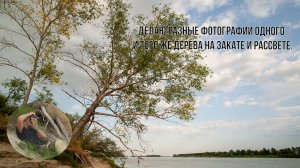 Фотографирую одно и тоже дерево на закате и рассвете..mp4