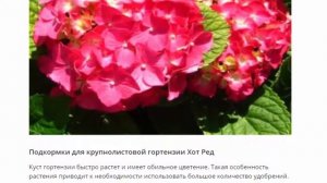 Гортензия Хот Ред, посадка и уход
