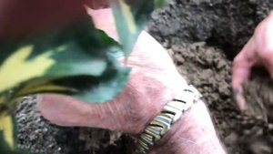 342. Красавица пестролистая Бирючина.  А может это не Бирючина ?