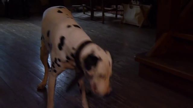 далматин чихает по команде :)) смотреть онлайн