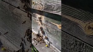 пчелы выгоняют трутней из улья