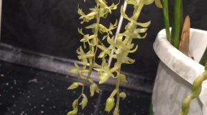 Редчайшая орхидея у меня дома.. с какой стороны к ней подойти?) Dendrochilum...)))
