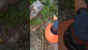 Обработка роз от вредителей.