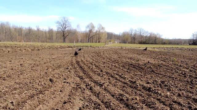 Уменьшили площадь под картошку засееив люцерну смотреть онлайн