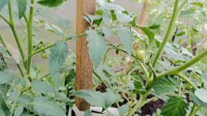 Томат Евпатор F1