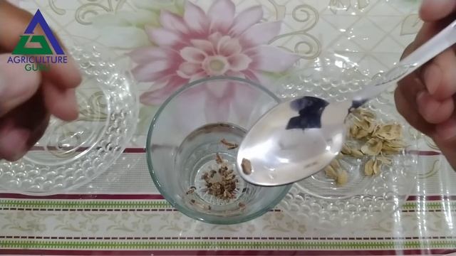 How to grow Cardamom (سبز الائچی ) from Seed.Elachi ke kasht ||Agriculture Guru