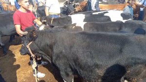 Бозори букахо молбозори Худжанд