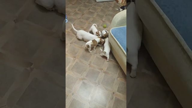 Щенки Джек Рассел терьер смотреть онлайн