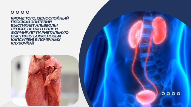 Общая характеристика и классификация тканей 1- часть смотреть онлайн