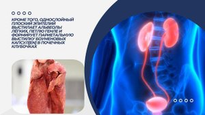 Общая характеристика и классификация тканей 1- часть