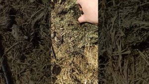 Клубника под мульчей в начале весны