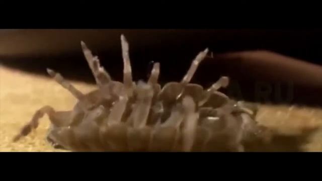 Мокрица в квартире - чем опасно это насекомое. 8 (831) 262-12-17 смотреть онлайн