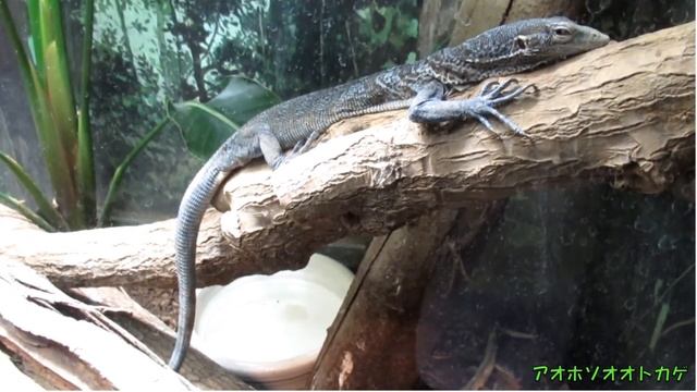 綺麗なトカゲです　葉ッピー動物園250【アオホソオオトカゲ】Blue tree monitor　नीला पेड़ मॉनिटर　天王寺動物園　大阪府 смотреть онлайн