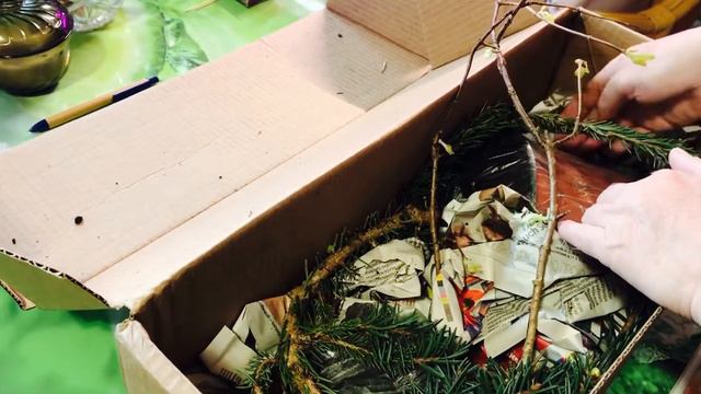 Распаковка посылки 📦 из питомника Пионесса!🌲🌿🌳Долгожданные новинки!#обзорновинок#саженцыхвойных смотреть онлайн