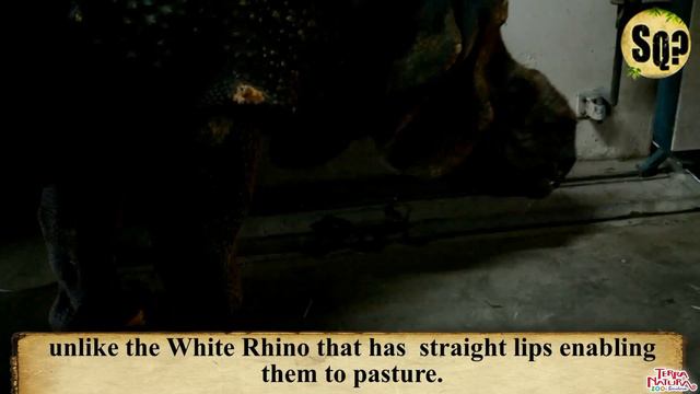 ¿Sabias Qué? Rinocerontes Terra Natura Benidorm. смотреть онлайн