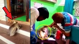 Эти кадры облетели весь мир! Обезьяна с детёнышем зашла в больницу и попросила помощи у человека!