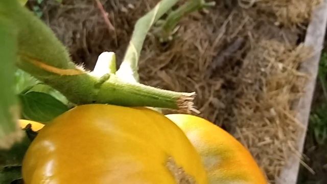 Коллекционный томат Гавайский ананас. Коллекция С.Туранчич. г. Киров. Ватсап т.89229284031 смотреть онлайн