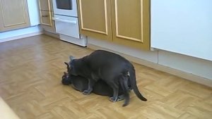 кошки совокупляются видео