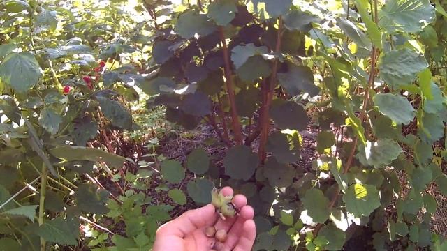 Фундук сорт Пирожок . Описание сорта , осмотр орешков и отводков смотреть онлайн