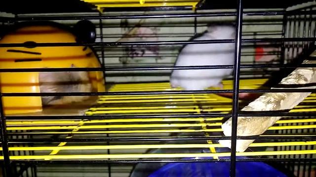 Как дела у хомяков? - How are hamsters doing? | Хомячуля: Secret Life Hamster - Pets