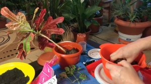 Домашние растения. Кодиеум Экселент обновление...