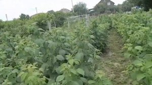 малина полька уход #малина #саженцы #ягода #ремонтантный