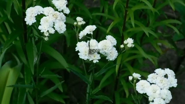 Тысячелистник декоративный ! Белые розочки ! смотреть онлайн
